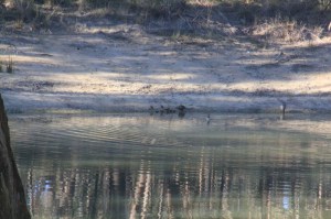 pacific-black-ducks-surrounded-by-Australian-wood-ducks-retreat-from-the-dam-ater-