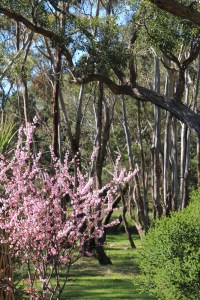 pink-ornamental-plum-tree-blossom-with-australian-native-trees-inbackground