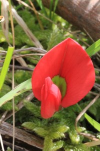 Red-running-postman-native-australian-pea-flower-close-up