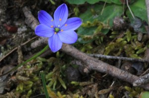 blue-flower-with-yellow-tipped-stamens-with-twig-and-moss