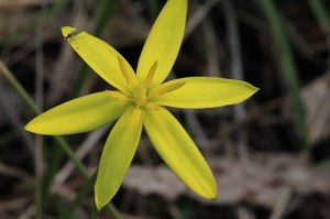 yellow-star-shaped-flower-close-up