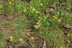 grass-scattered-with-yellow-star-flowers