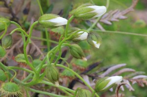 Green-and-whoite buds-with-flowers-about-to-open-climbing-sundew