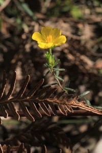 yellow-erect-guinea-flower-with-dry-brown-bracken-frond