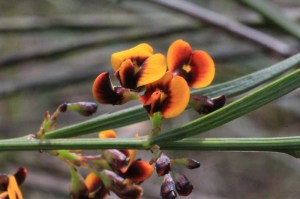 yellow-and-red-native-pea-flowers-close-up