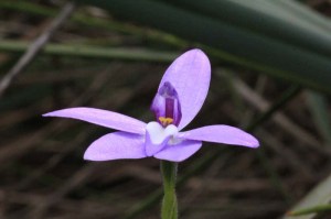 purple-and-white-waxlip-orchid-flower-showing-column