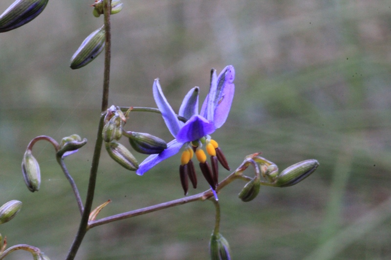 A Gallery of Spring&nbsp;Flowers