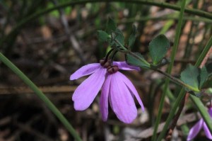 mauve-flower-pink-bells-against-bush-setting