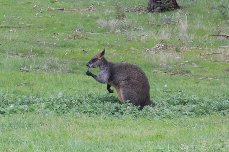 Swamp-Wallaby-Eating-Cape-Weed-leaves
