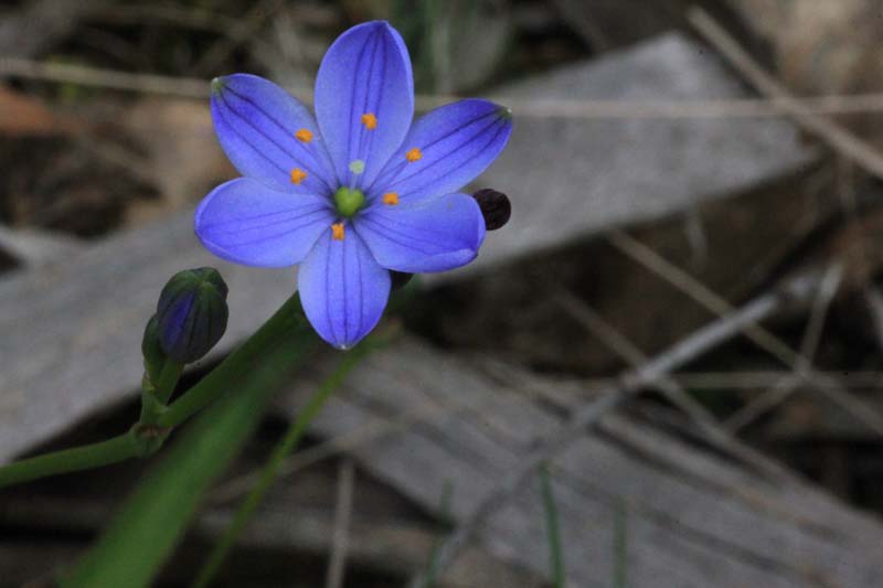 blue-flower-with-bright-yellow-tipped-stamens-against-brown-bark-background
