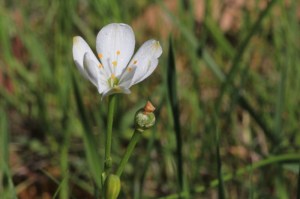 Opening-white-flower-with-bright-yellow-tipped-stamens-on-green-grass-background