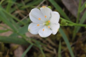 white-flower-with-yellow-tipped-stamens-against-green-grass-background