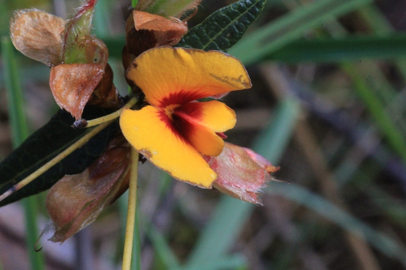 open-common-flat-pea-flower-macro