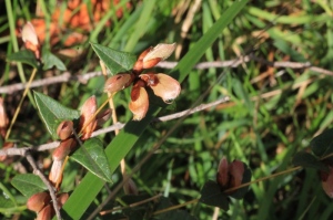 brown-hairy-buds-of-common-flat-pea
