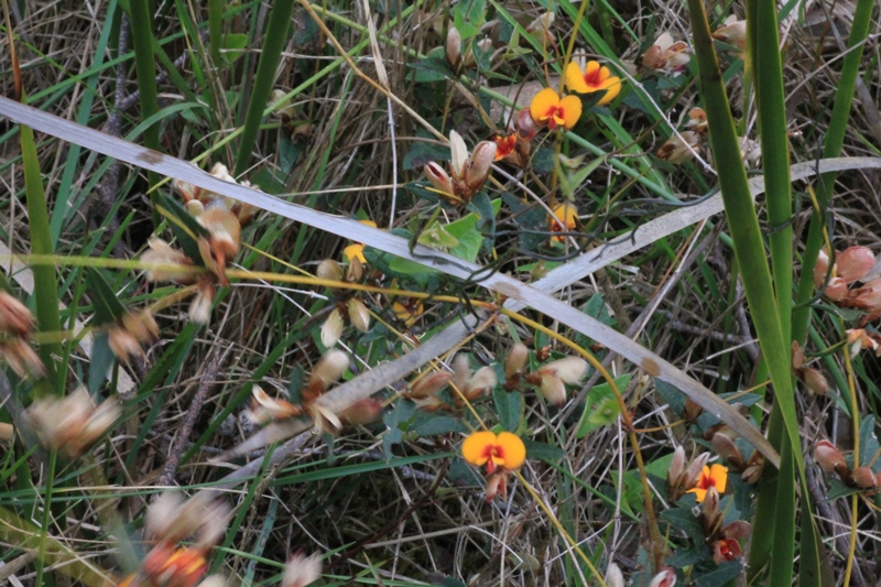 Common-flat-pea-plant-growing wild-showing-stems-leaves-buds-and-flowers