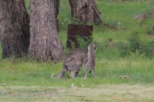 young-eastern-grey-kangaroo-joey-jleaning-on-female-kangaroo
