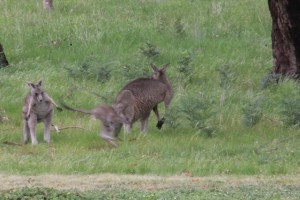 Young-eastern-grey-joey-hopping