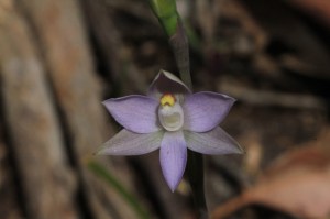 Grassland_Sun_Orchid-Showing-flower-against-bushland-background