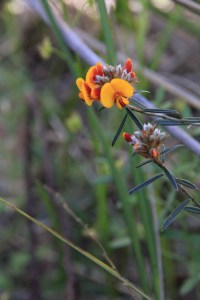 clusters-of-native-parrot-pea-flowers-inbright-yellows-and-reds-with-bush-setting