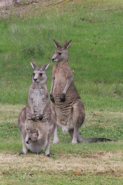 male-female-and-joey-eastern-grey-kangaroo-on-green-grass