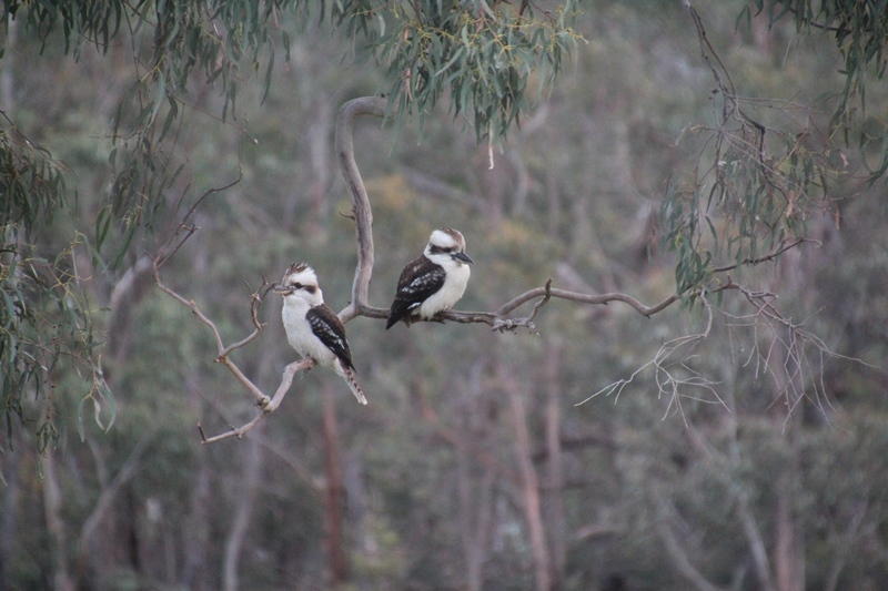 pair-of-laughing-kookaburras-sitting-on-branch