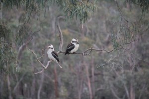 pair-of-laughing-kookaburras-sitting-on-branch