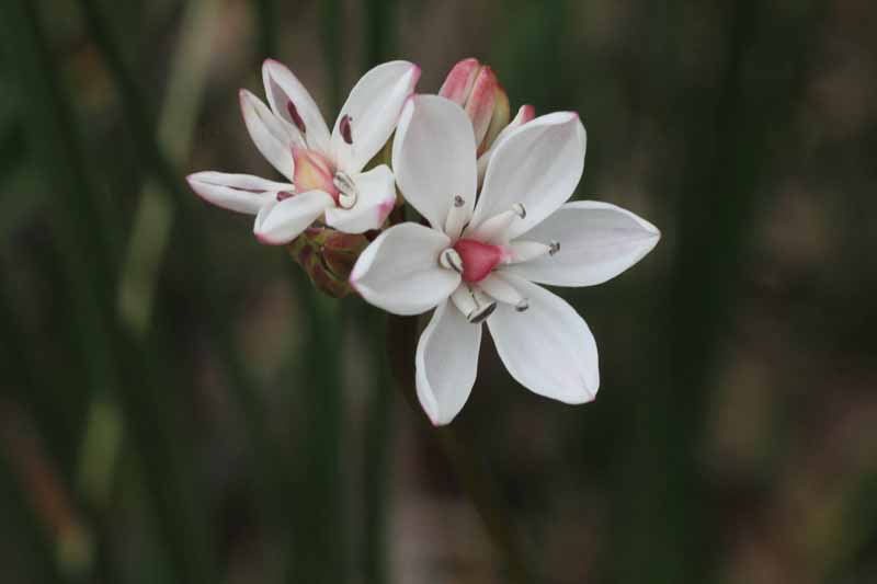 white-and-pink-flowers-milkmaids-with-stems-background