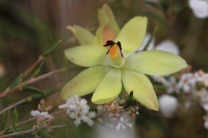 Rabits-Ears-orchid-also-called-lemon-orchid-yellow-flower