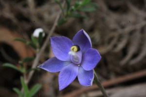 short-sun-orchid-with-purple-flower-and-bush-background