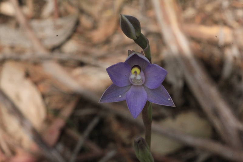 Slender-Sun-Orchid-flower-from-front-showing-column-with bard-bushland-background