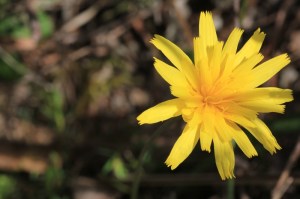Bright-yellow-yam-daisy-flower