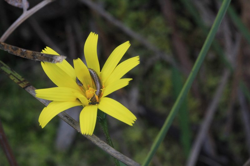 Bright-yellow-yam-daisy-flower-being-eaten-by-larve-and-ant