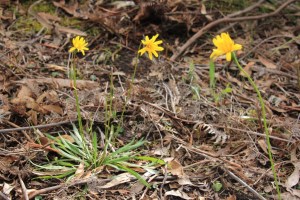 Three-yam-daisy-plants-growing-next-to-each-theragainst-leaf-litter-bush-setting