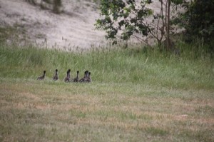 Eight-ducklings-running-withheads-and-necks-in-alignment