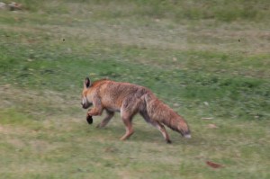 fox-hunting-ducklings