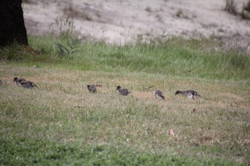 Australian-Wood-Ducklings-feeding-on-short-grass