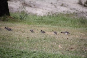 Australian-Wood-Ducklings-feeding-on-short-grass