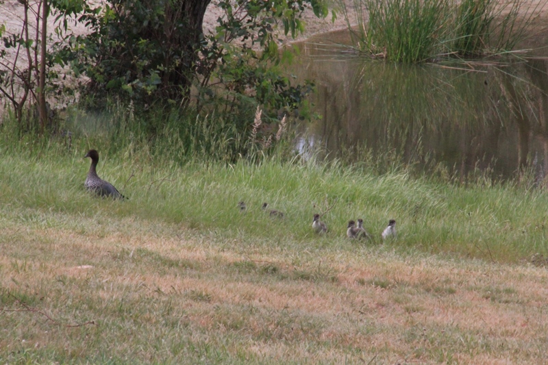male-Australian-Wood-Duck-with-eight-ducklings-in-long-grass