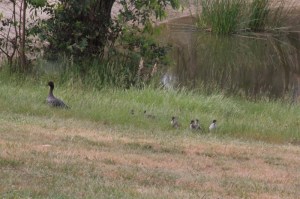male-Australian-Wood-Duck-with-eight-ducklings-in-long-grass