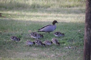 Male-Australian-Wood-Duck-with-Eight-Ducklings