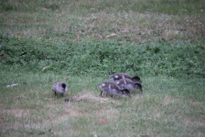 Four-ducklings-eating-grass