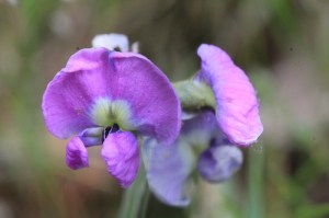 macro-shot-of-clover-glycine-flower
