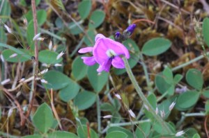clover-glycine-flower-and-leaves