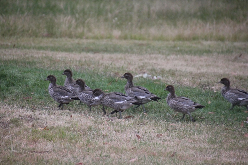 Duckling Update: Growing Adult Plumage