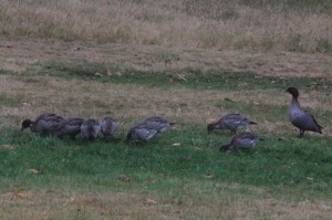 eight-ducklings-with-male-Australian-Wood-Duck