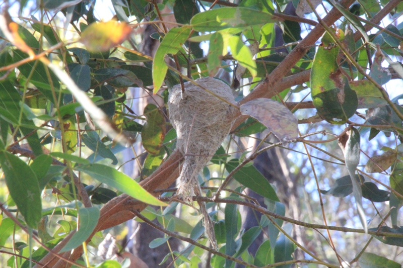 Grey-Fantail-woven-Nest-hanging-in-a-tree