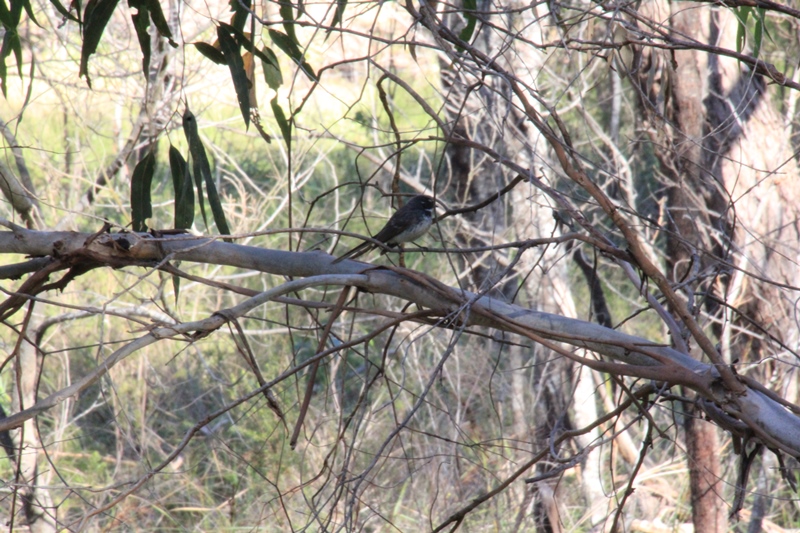 Grey-Fantail-sitting-on-a-branch