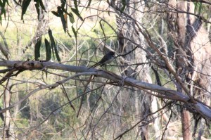 Grey-Fantail-sitting-on-a-branch