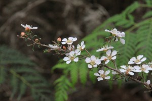 heath-teatree-showing-leaves-buds-and-flowers