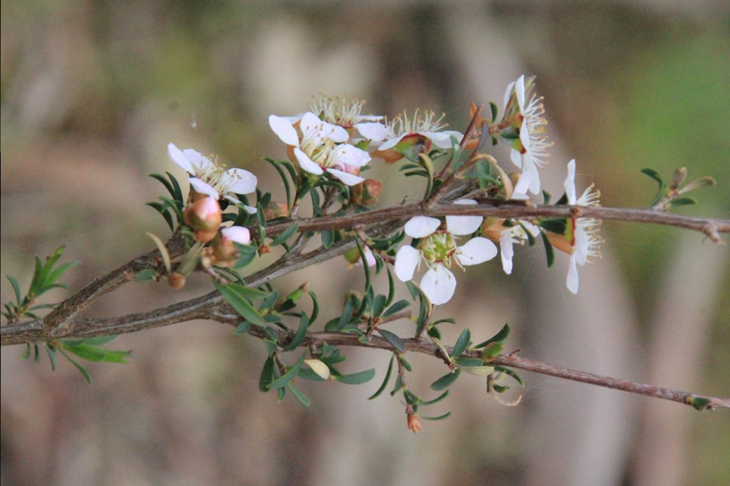 Heath-Teatree-with-flowers-buds-andleaves-showing